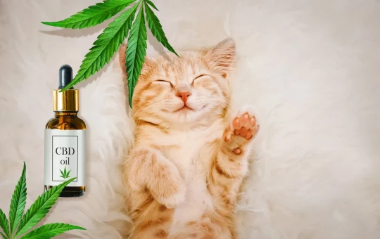 CBD Oil For Cats Skin Conditions