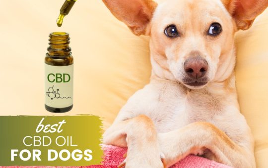 Oil For Dog Skin Irritation