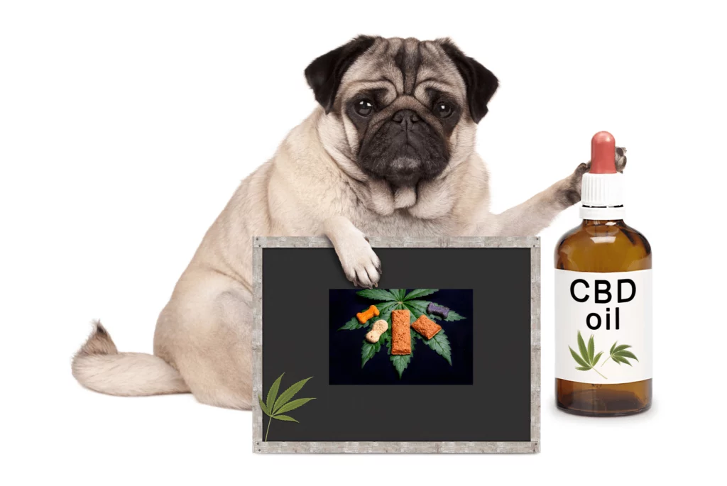 How Much CBD For Dogs
