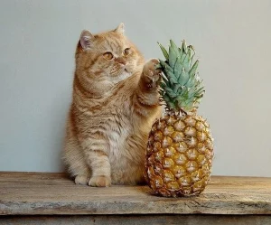 Can Cats Eat Pineapples