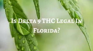 Where To Buy Delta 9 In Florida
